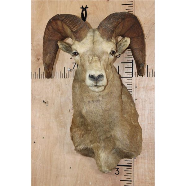 Massive XXL ROCKY MOUNTAIN BIG HORN Sheep Ram Shoulder Mount