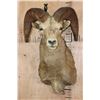 Image 1 : Massive XXL ROCKY MOUNTAIN BIG HORN Sheep Ram Shoulder Mount