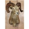 Image 2 : Massive XXL ROCKY MOUNTAIN BIG HORN Sheep Ram Shoulder Mount
