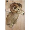 Image 3 : Massive XXL ROCKY MOUNTAIN BIG HORN Sheep Ram Shoulder Mount