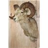 Image 4 : Massive XXL ROCKY MOUNTAIN BIG HORN Sheep Ram Shoulder Mount