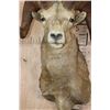 Image 5 : Massive XXL ROCKY MOUNTAIN BIG HORN Sheep Ram Shoulder Mount