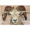 Image 6 : Massive XXL ROCKY MOUNTAIN BIG HORN Sheep Ram Shoulder Mount