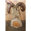 Image 7 : Massive XXL ROCKY MOUNTAIN BIG HORN Sheep Ram Shoulder Mount