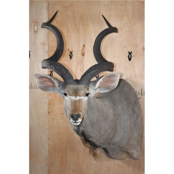 XXL KUDU Shoulder Mount