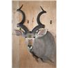 Image 1 : XXL KUDU Shoulder Mount
