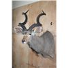 Image 4 : XXL KUDU Shoulder Mount
