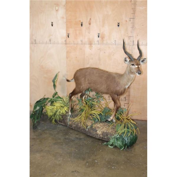 Big Life-sized SITATUNGA on a Decorative Base with Wheels