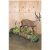 Image 1 : Big Life-sized SITATUNGA on a Decorative Base with Wheels