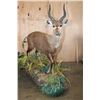 Image 3 : Big Life-sized SITATUNGA on a Decorative Base with Wheels