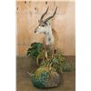 Image 5 : Big Life-sized SITATUNGA on a Decorative Base with Wheels