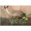 Image 7 : Big Life-sized SITATUNGA on a Decorative Base with Wheels