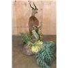 Image 9 : Big Life-sized SITATUNGA on a Decorative Base with Wheels