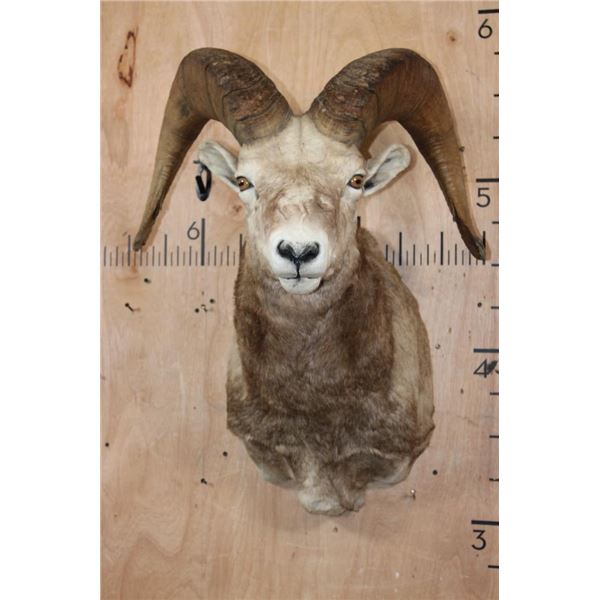 XXL SNOW SHEEP Shoulder Mount