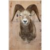 Image 1 : XXL SNOW SHEEP Shoulder Mount