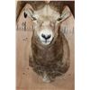 Image 5 : XXL SNOW SHEEP Shoulder Mount