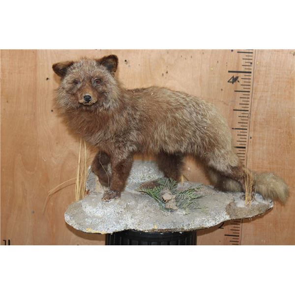 Life-sized ARCTIC FOX on a Natural Base