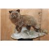 Image 1 : Life-sized ARCTIC FOX on a Natural Base