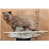 Image 2 : Life-sized ARCTIC FOX on a Natural Base