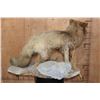 Image 5 : Life-sized ARCTIC FOX on a Natural Base