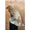 Image 7 : Life-sized ARCTIC FOX on a Natural Base