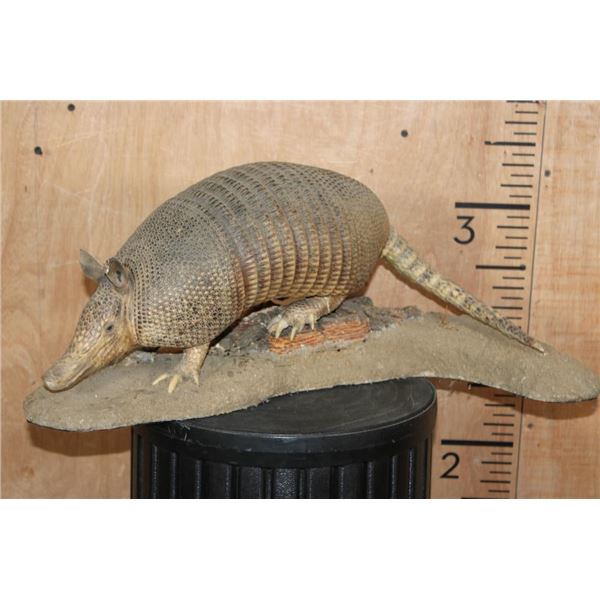 Life-sized ARMADILLO on a Natural Base