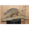 Image 1 : Life-sized ARMADILLO on a Natural Base
