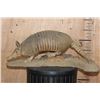 Image 3 : Life-sized ARMADILLO on a Natural Base
