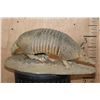 Image 5 : Life-sized ARMADILLO on a Natural Base