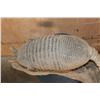 Image 7 : Life-sized ARMADILLO on a Natural Base