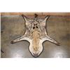 Image 1 : SPOTTED HYENA Rug or HYENA Hide with Carpet Backing and Leather Piping