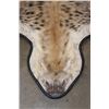 Image 3 : SPOTTED HYENA Rug or HYENA Hide with Carpet Backing and Leather Piping