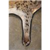 Image 4 : SPOTTED HYENA Rug or HYENA Hide with Carpet Backing and Leather Piping