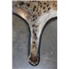 Image 5 : SPOTTED HYENA Rug or HYENA Hide with Carpet Backing and Leather Piping