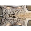 Image 7 : SPOTTED HYENA Rug or HYENA Hide with Carpet Backing and Leather Piping