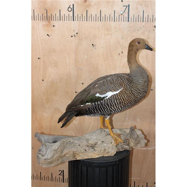 Life-sized UPLAND GOOSE on a Driftwood Base