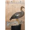 Image 1 : Life-sized UPLAND GOOSE on a Driftwood Base