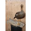 Image 2 : Life-sized UPLAND GOOSE on a Driftwood Base