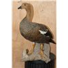 Image 4 : Life-sized UPLAND GOOSE on a Driftwood Base