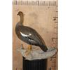 Image 5 : Life-sized UPLAND GOOSE on a Driftwood Base