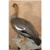 Image 6 : Life-sized UPLAND GOOSE on a Driftwood Base