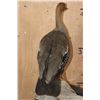 Image 7 : Life-sized UPLAND GOOSE on a Driftwood Base