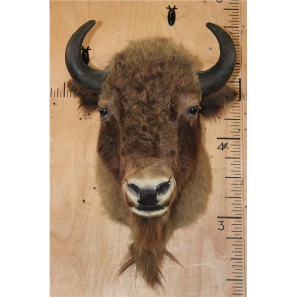 *Rarely Seen* EUROPEAN BISON Shoulder Mount