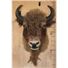 Image 1 : *Rarely Seen* EUROPEAN BISON Shoulder Mount