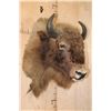 Image 2 : *Rarely Seen* EUROPEAN BISON Shoulder Mount