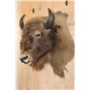 Image 3 : *Rarely Seen* EUROPEAN BISON Shoulder Mount