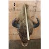 Image 4 : *Rarely Seen* EUROPEAN BISON Shoulder Mount