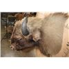 Image 6 : *Rarely Seen* EUROPEAN BISON Shoulder Mount