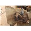 Image 7 : *Rarely Seen* EUROPEAN BISON Shoulder Mount