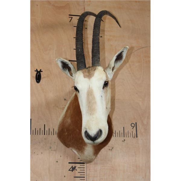 *TEXAS RESIDENTS ONLY* SCIMITAR HORNED ORYX Shoulder Mount